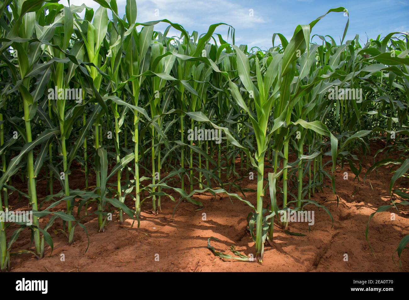 Corn crop growing healthy on red soil. Zea Mays is the plant's