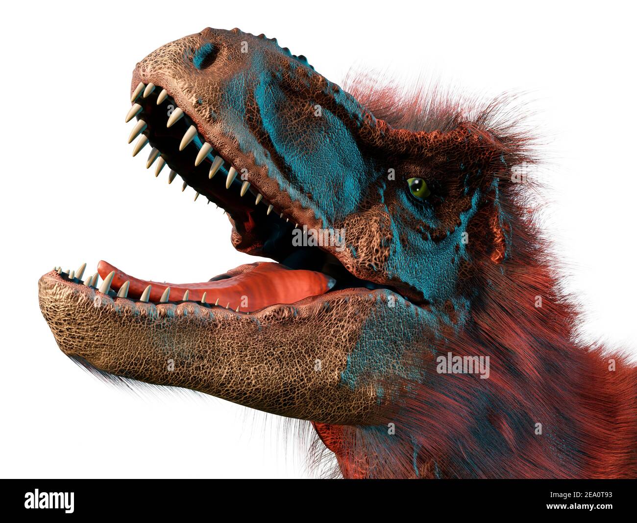 T Rex Head Study Stock Photo