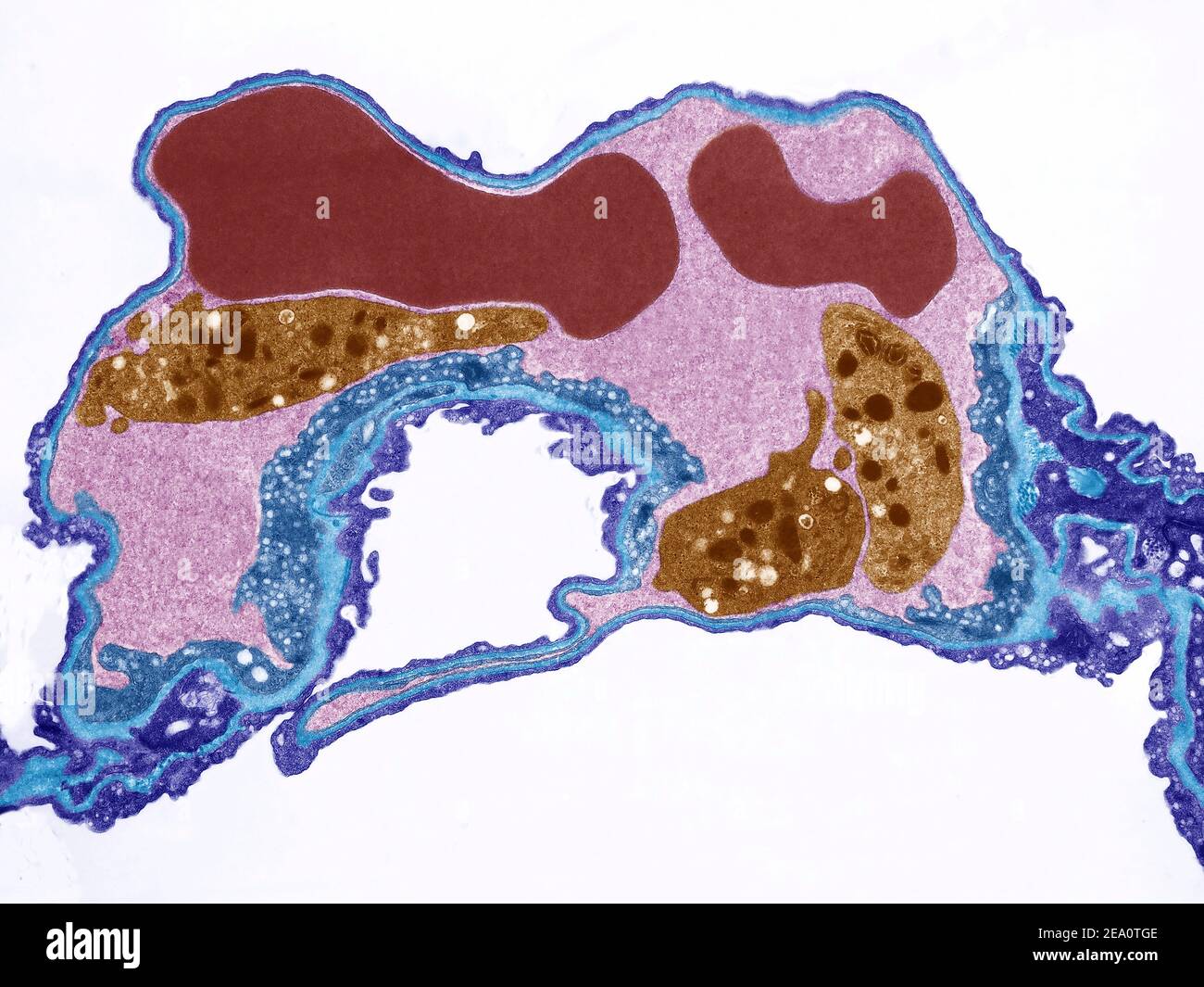 Lung capillary, TEM Stock Photo
