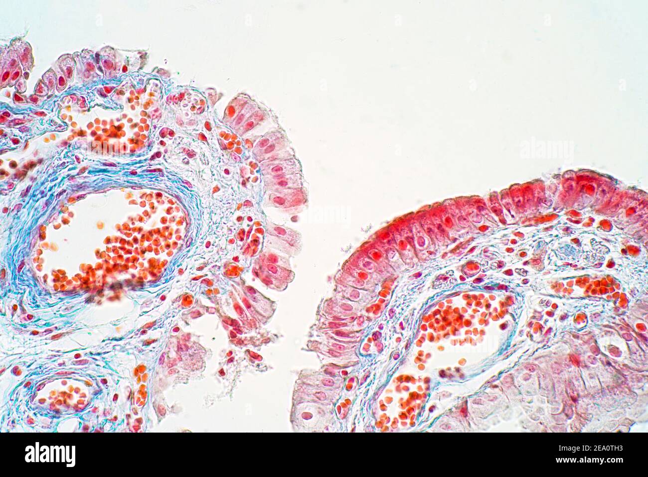 Simple columnar epithelium, light micrograph Stock Photo Alamy