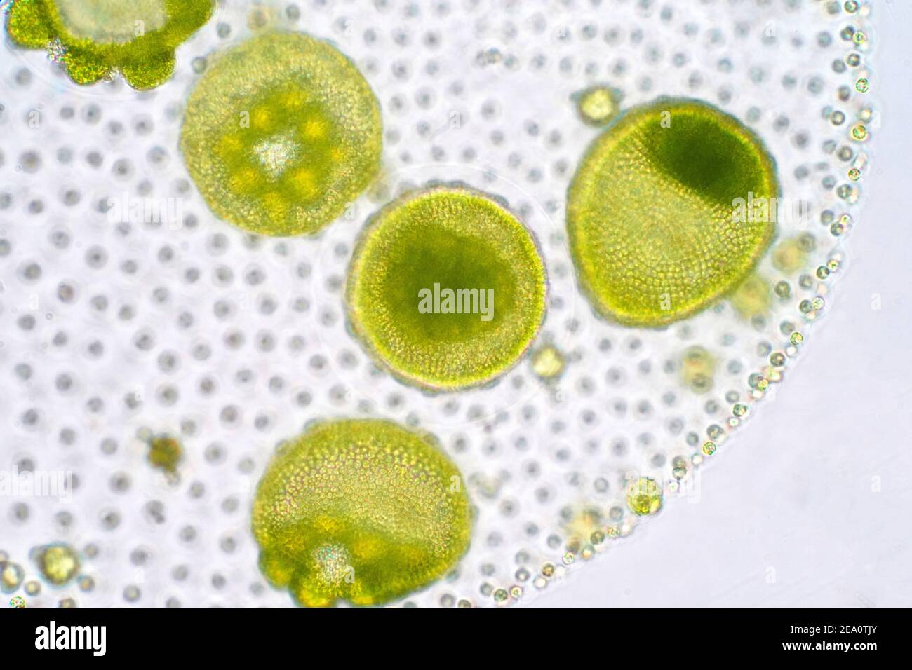 Volvox green algae, light micrograph Stock Photo