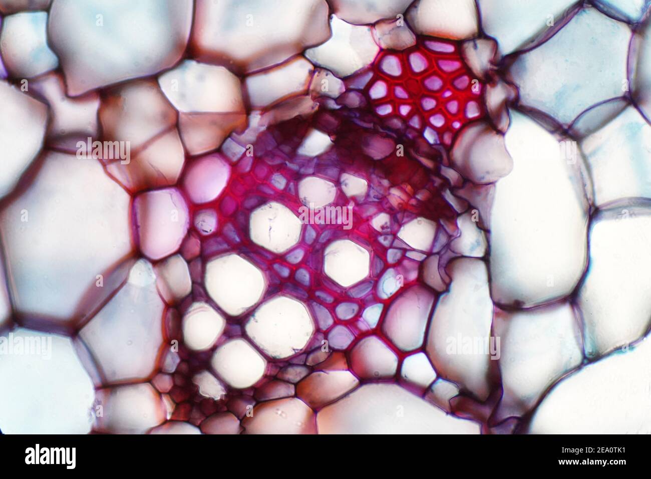 Plant vascular tissue, light micrograph Stock Photo