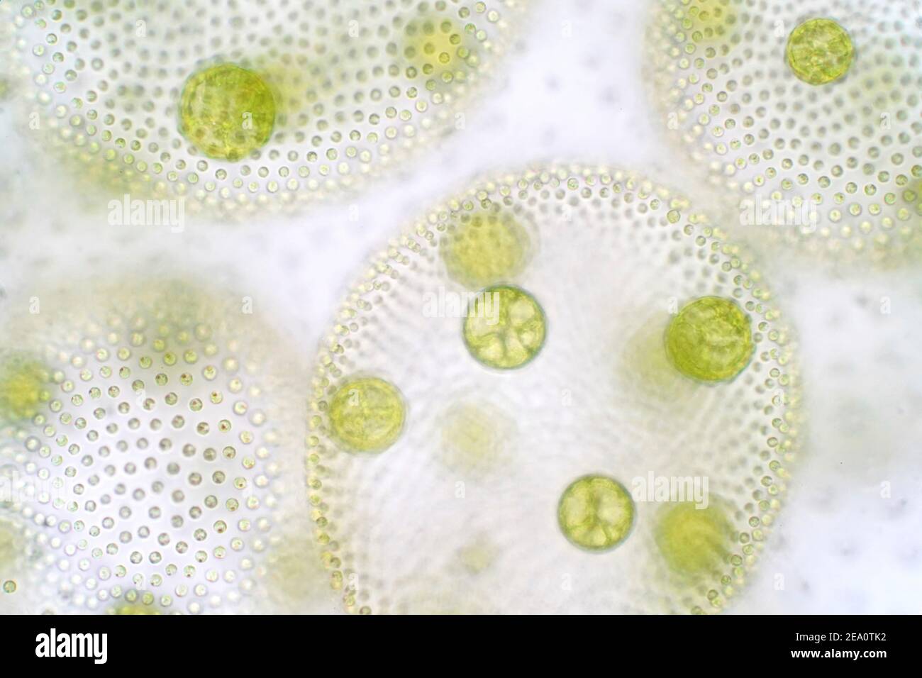Volvox green algae, light micrograph Stock Photo