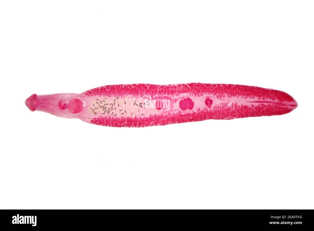 Liver fluke micrograph hi-res stock photography and images - Alamy