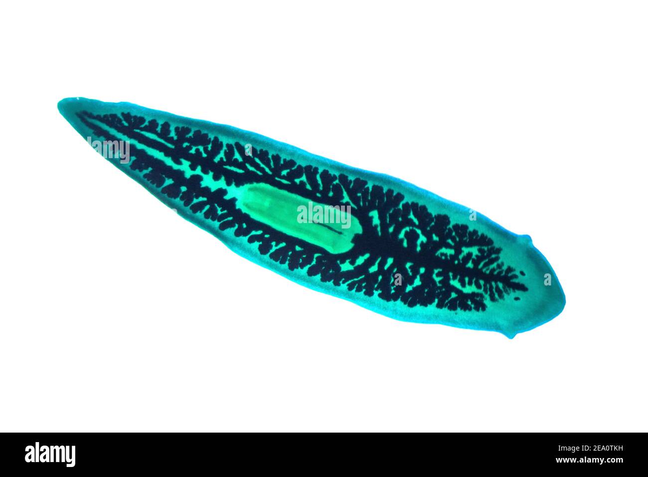 Planaria flatworm, light micrograph Stock Photo