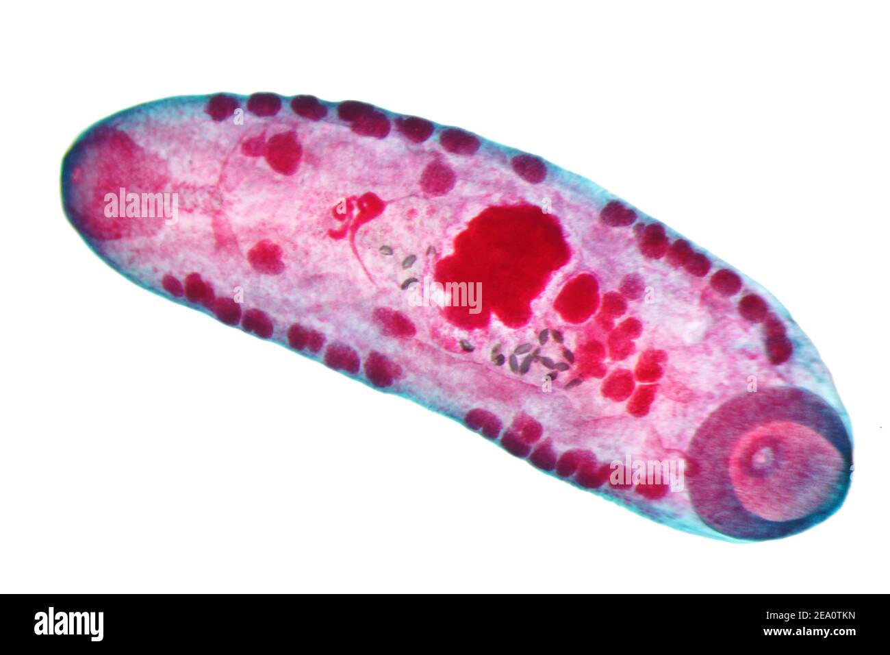 Liver fluke, light micrograph Stock Photo