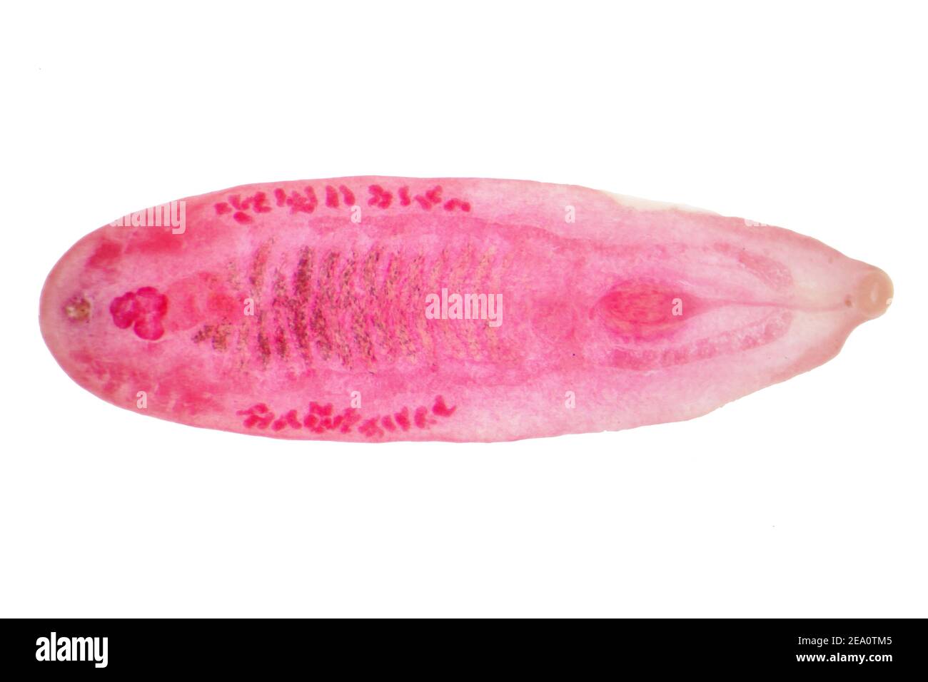 Liver fluke, light micrograph Stock Photo - Alamy