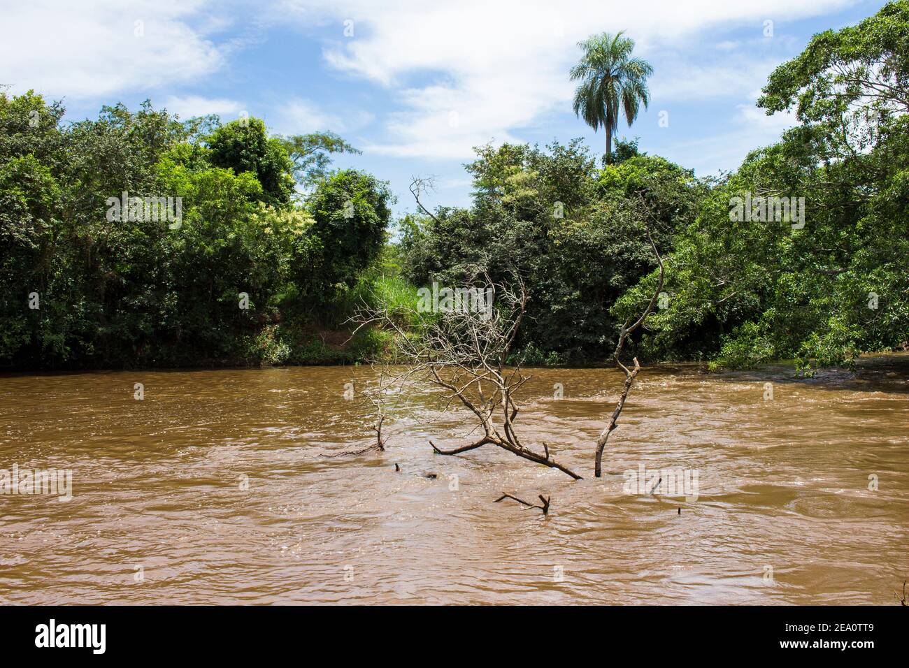 Tree on the river Sao Lourenco; green vegetation and muddy water Stock Photo