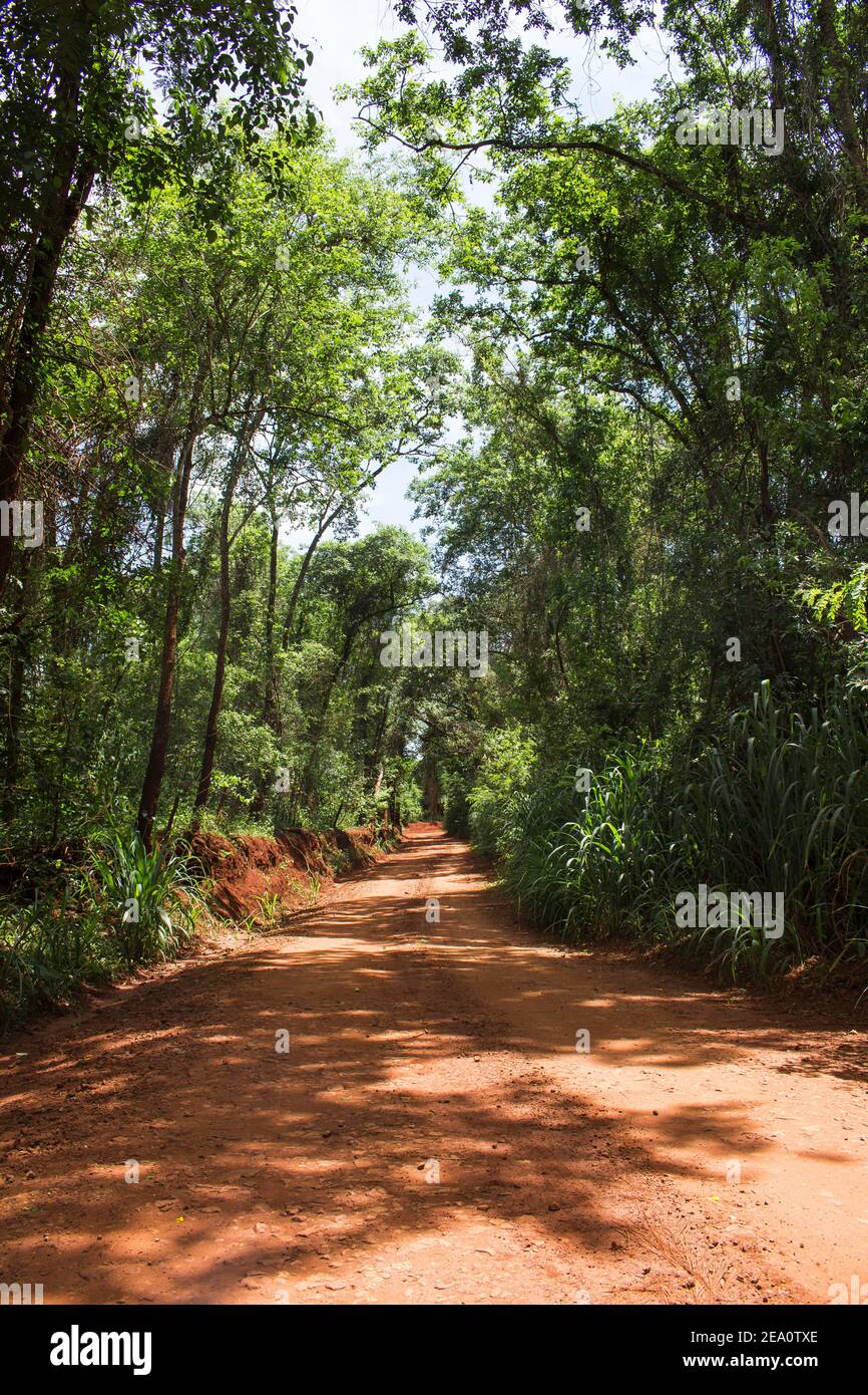 Beautiful view of a dirt road going inside a dense forest Stock Photo