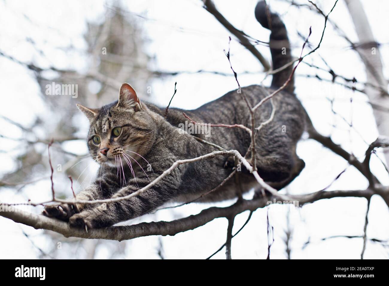 A tomcat balancing on a small branch Stock Photo