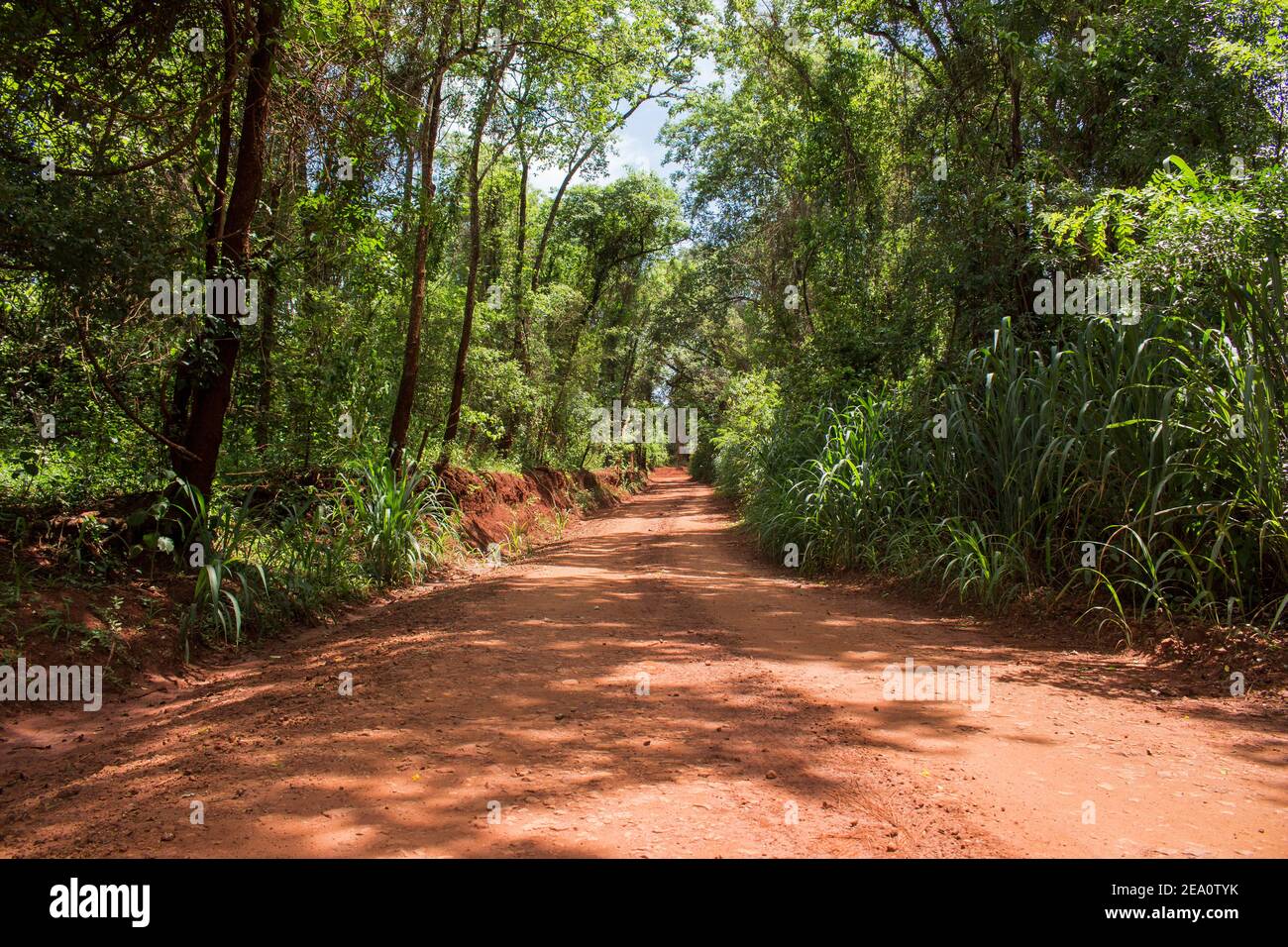 Landscape of beautiful dirt road passing through a dense forest Stock Photo