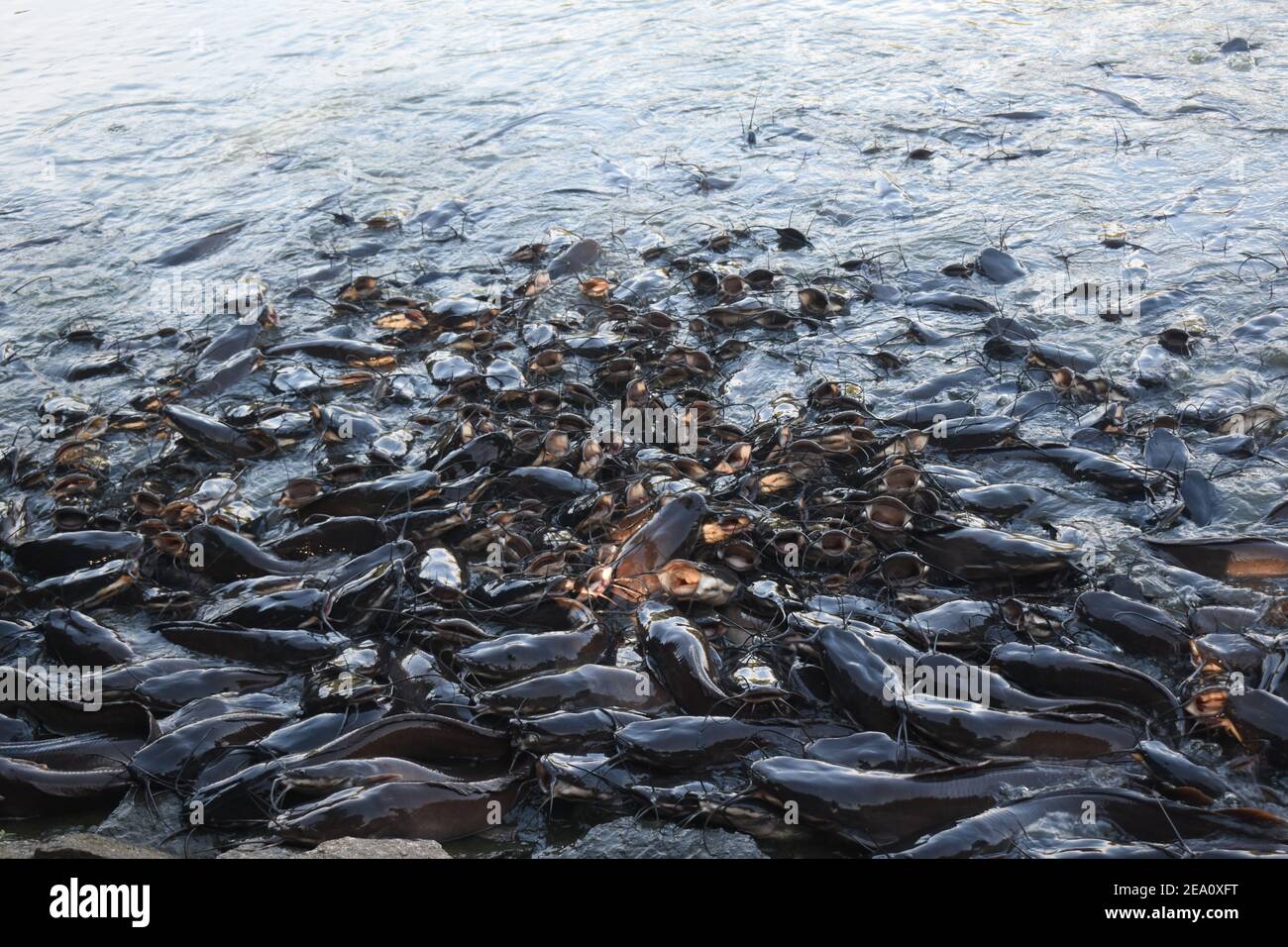 Lake monster Giant Cat fishes in a lake with open mouth for feeding Stock Photo