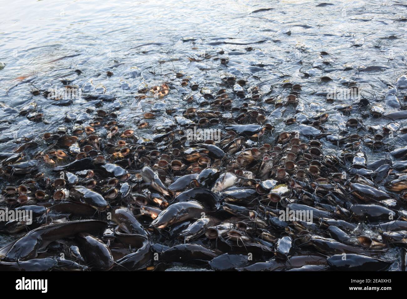 Lake monster Giant Cat fishes in a lake with open mouth for feeding Stock Photo