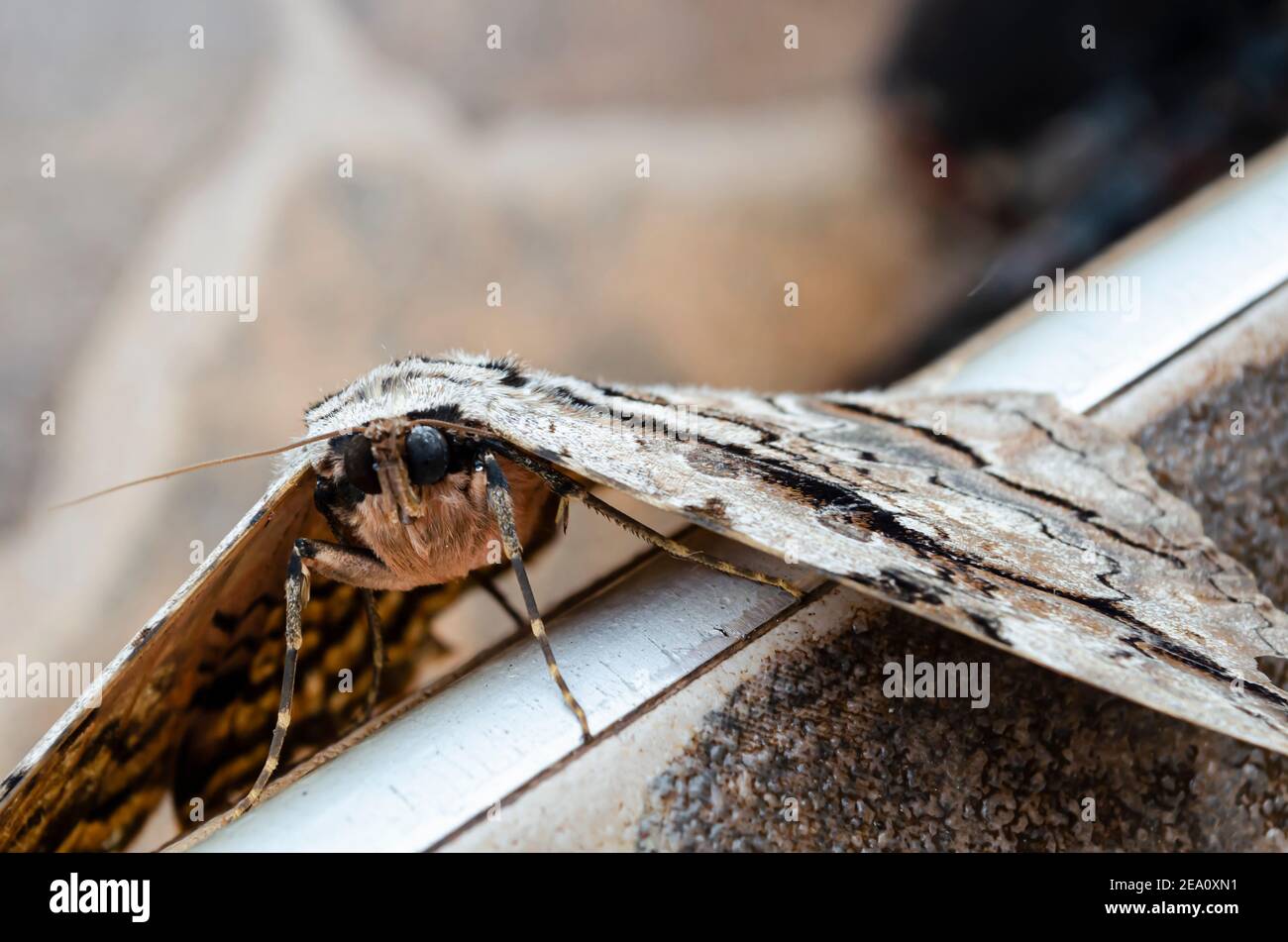 Eyes Of Thysania Zanobia (Owl moth) Stock Photo