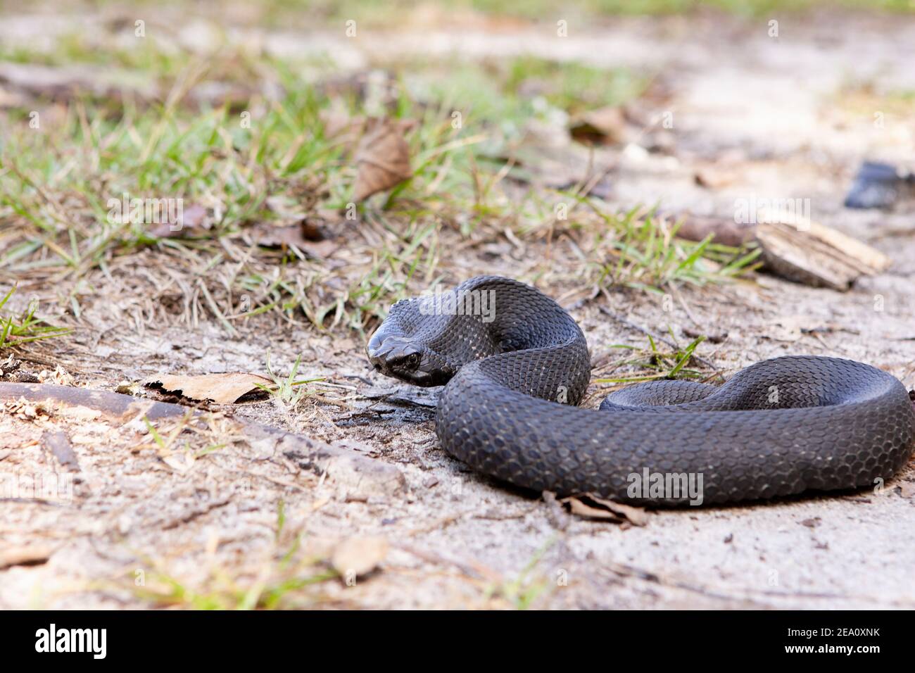 Eastern hognose snake playing dead - Heterodon platyrhinosj Stock