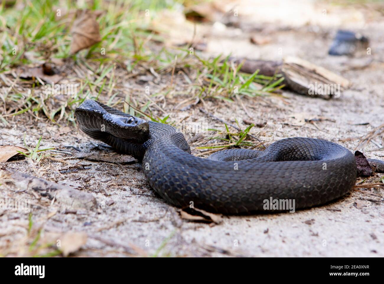 An eastern hognose snake (Heterodon platirhinos) with black pigmentation, in a grassy area, near Springfield, Georgia. Stock Photo