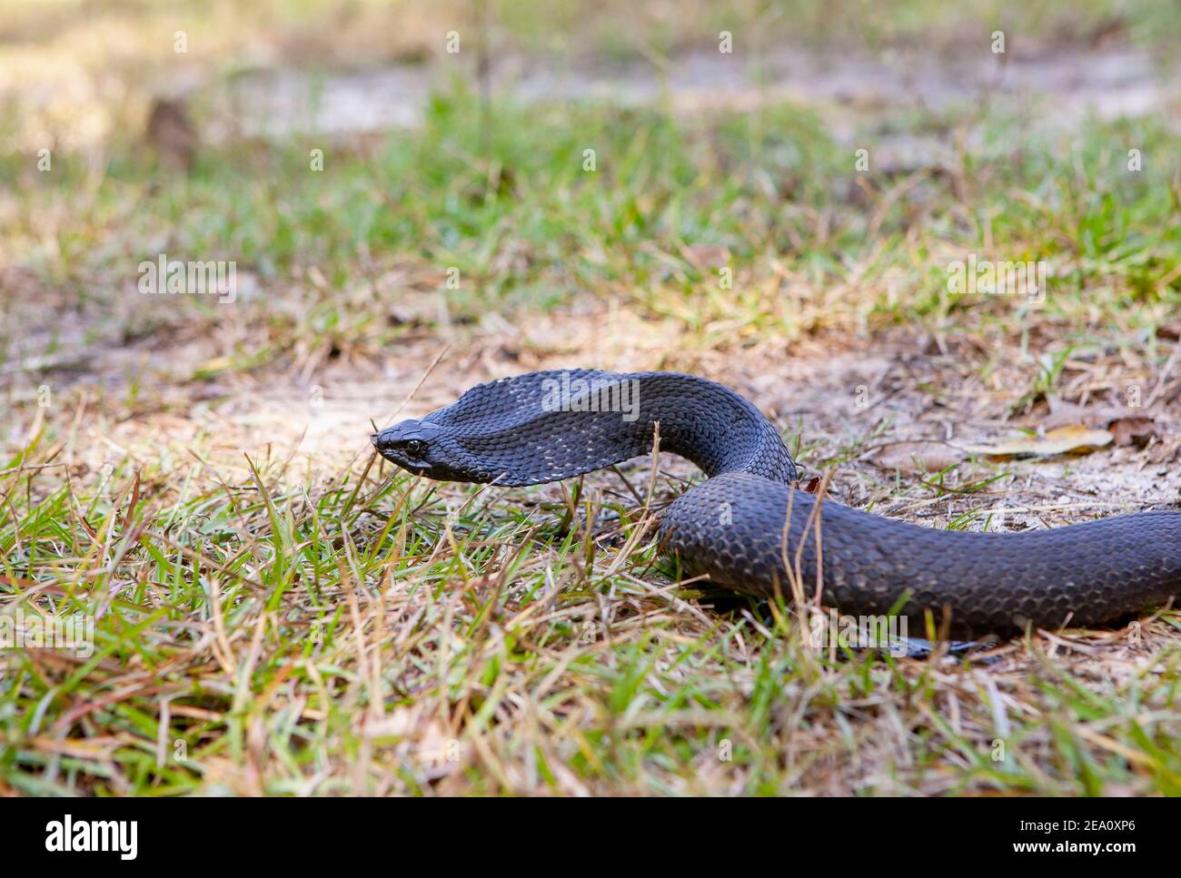 An eastern hognose snake (Heterodon platirhinos) with black pigmentation, in a grassy area, near Springfield, Georgia. Stock Photo