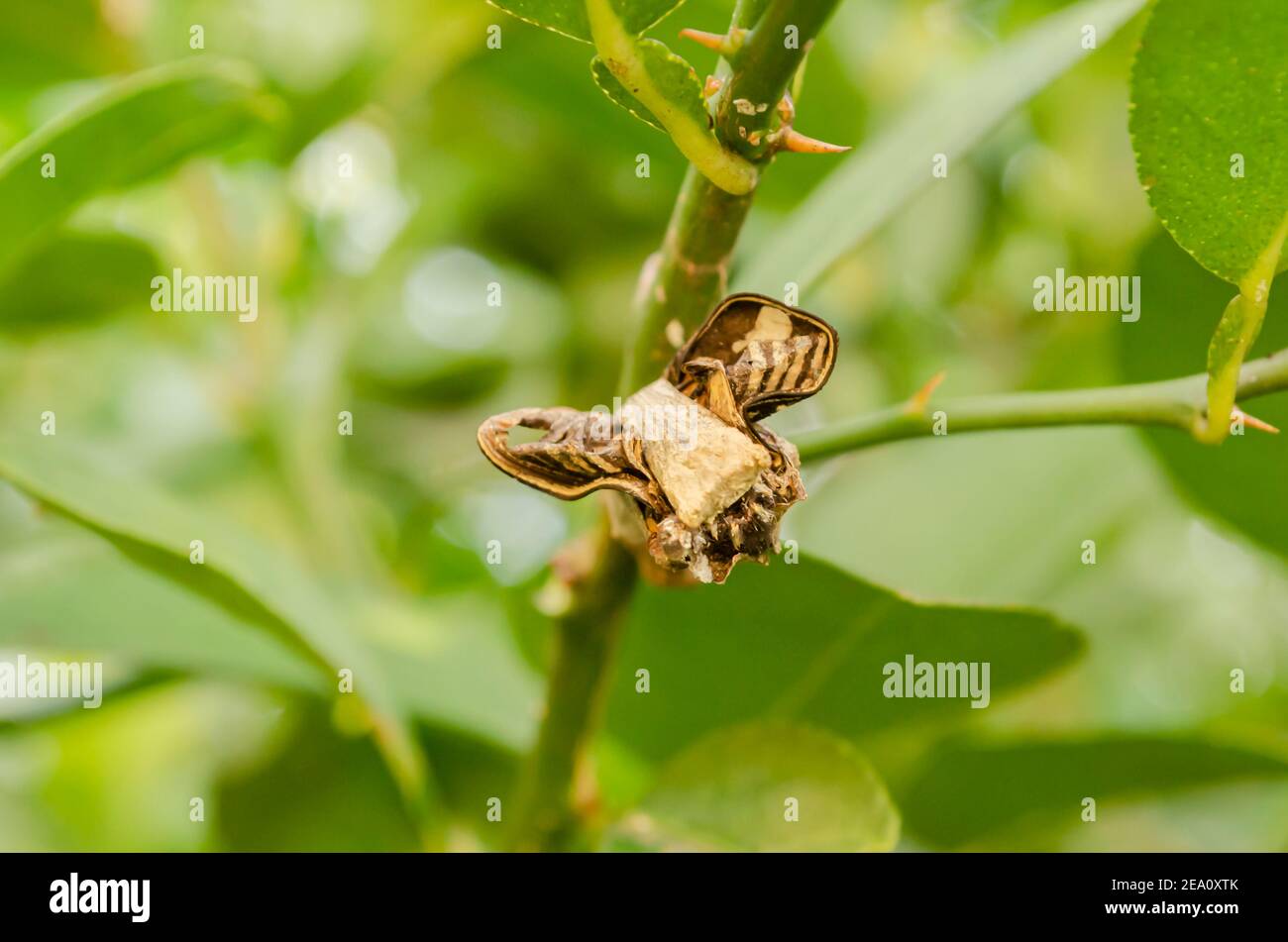 Butterfly Cocoon Head Stock Photo