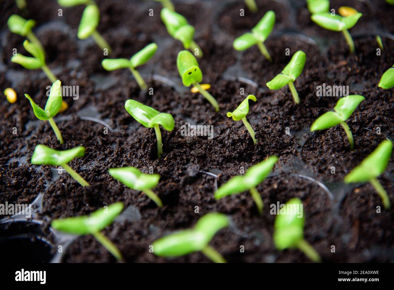 Sapling tray hi-res stock photography and images - Alamy