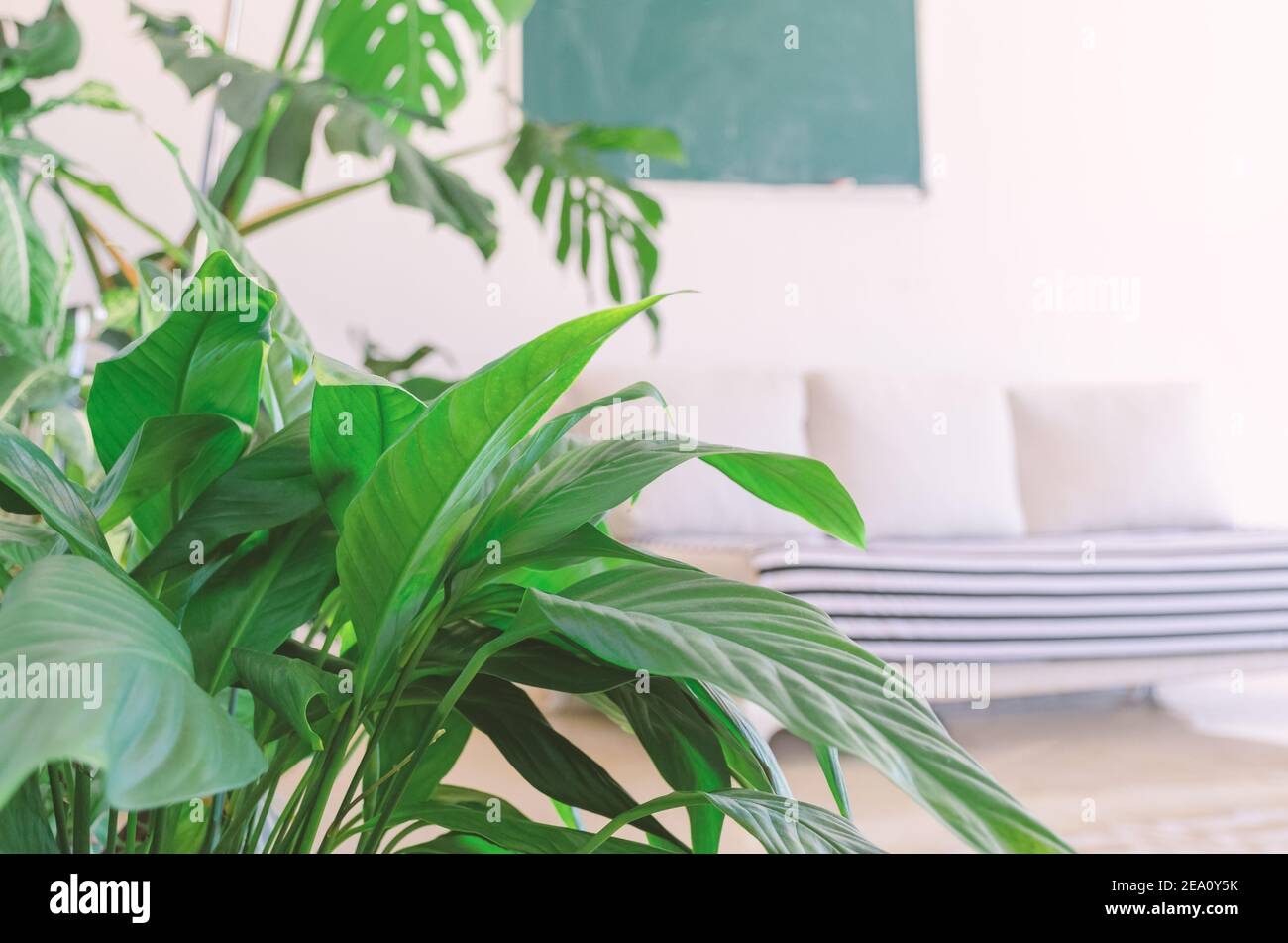 Plants school class hi-res stock photography and images - Alamy