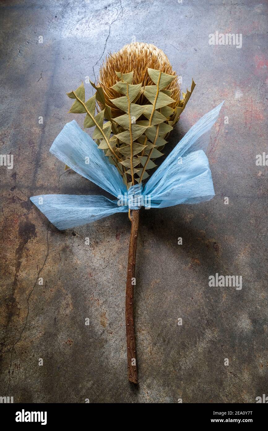 A dried Banksia flower with a blue ribbon resting on the ground Stock Photo