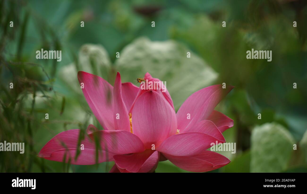 Lotus Flowers High Resolution Photos Stock Photo Alamy