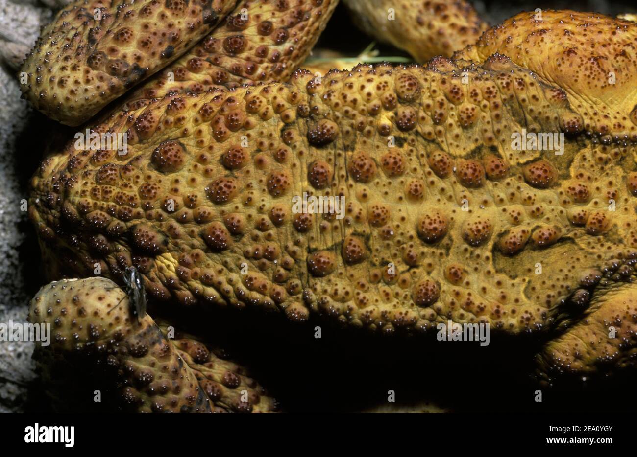 CLOSEUP OF THE POISONOUS GLANDS ON A CANE TOAD. ITS TOXIC SKIN CAN KILL MANY ANIMALS AND IS