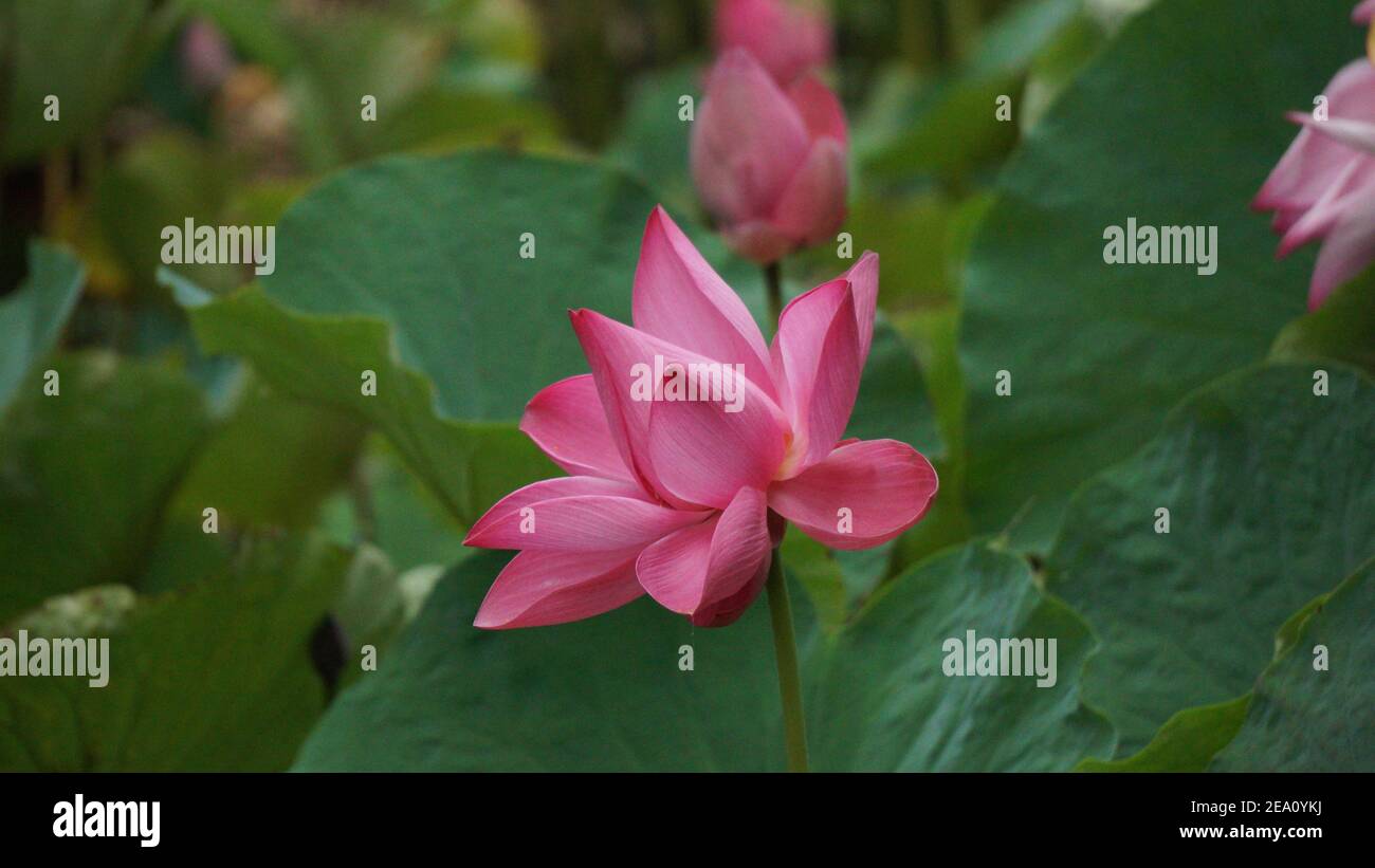 Stages of lotus flower hires stock photography and images Alamy