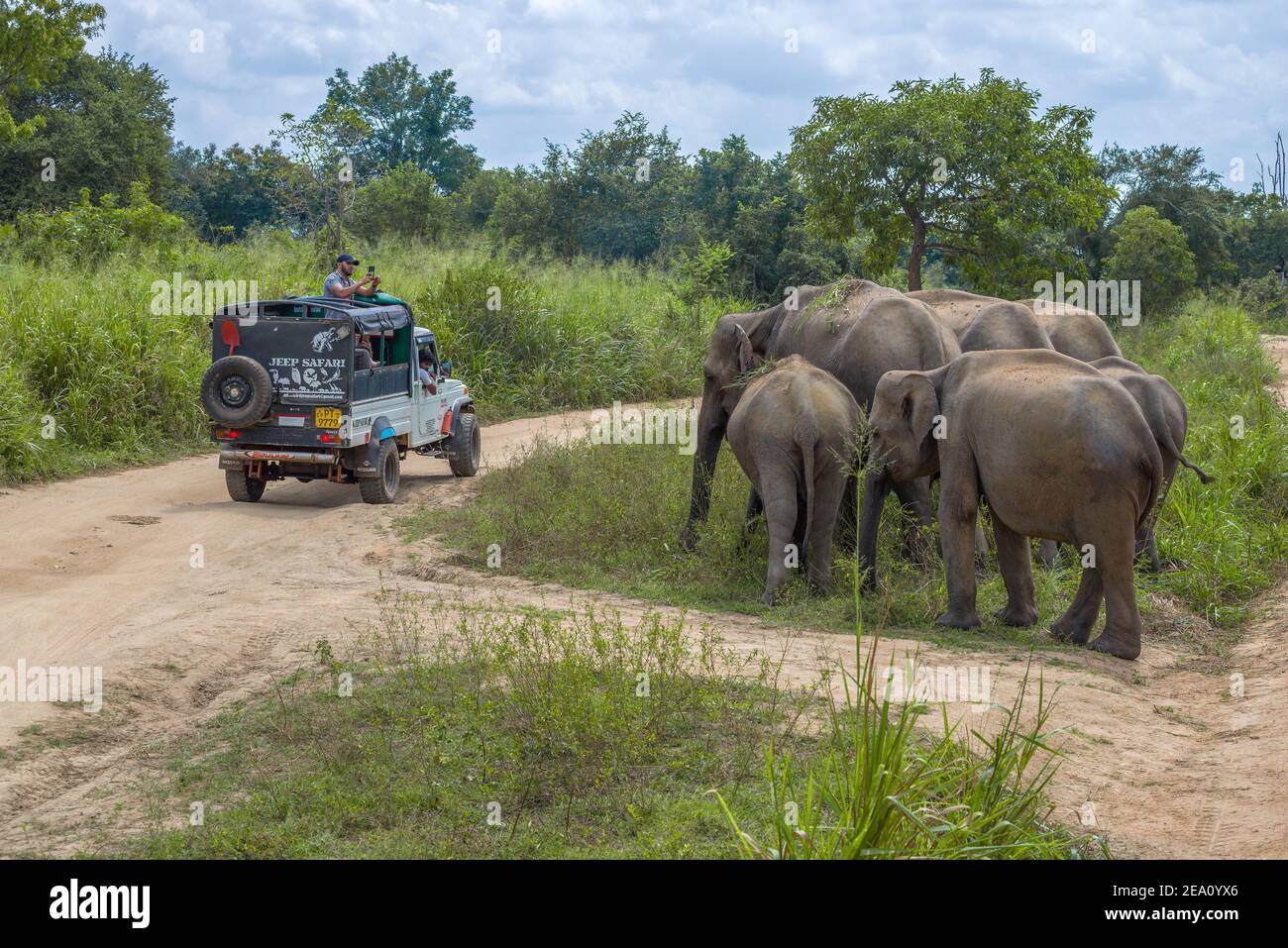 HABARANA, SRI LANKA - FEBRUARY 07, 2020: Tourists and a small herd of elephants on a safari Stock Photo