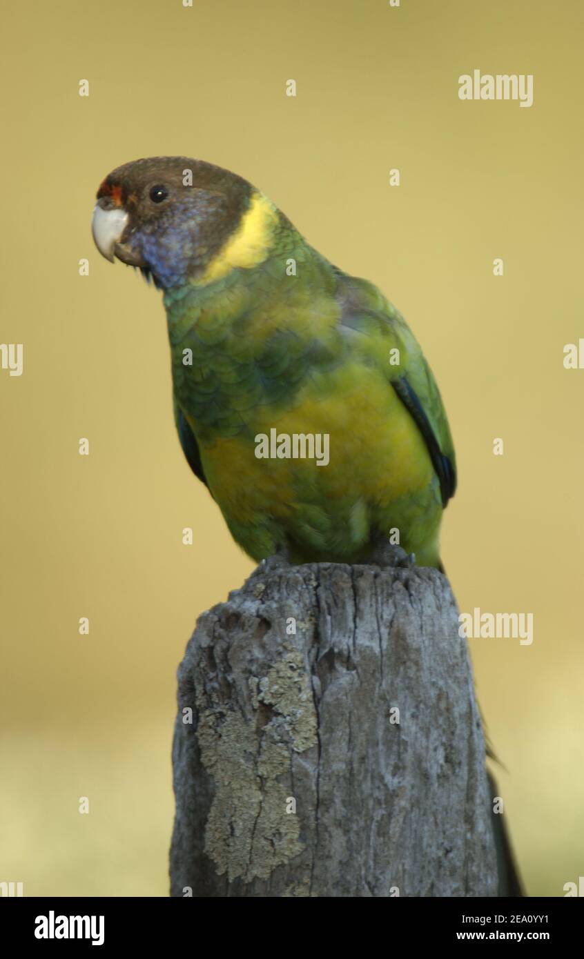 The Australian Ringneck (Barnardius zonarius) is a parrot native to Australia seen here in the outback of Western Australia. Stock Photo