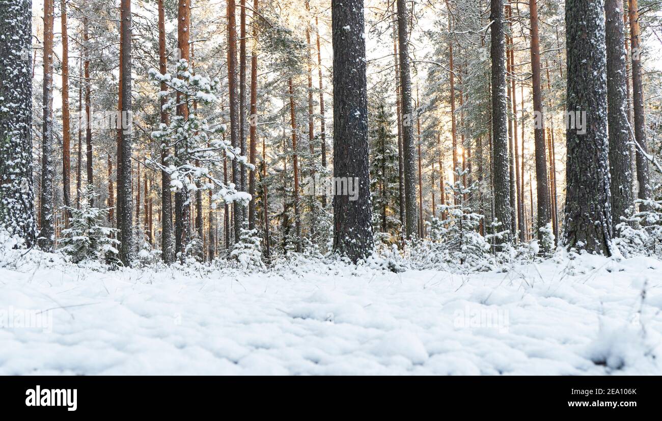 Snowy winter landscape panorama with forest and sun rays. Winter sunset ...