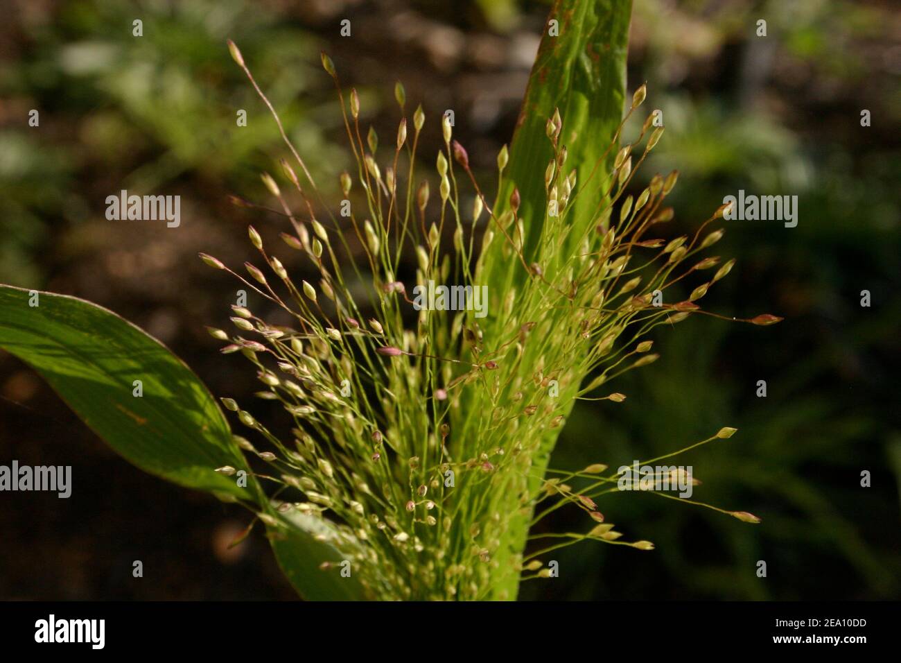 Green grass seeds Stock Photo Alamy