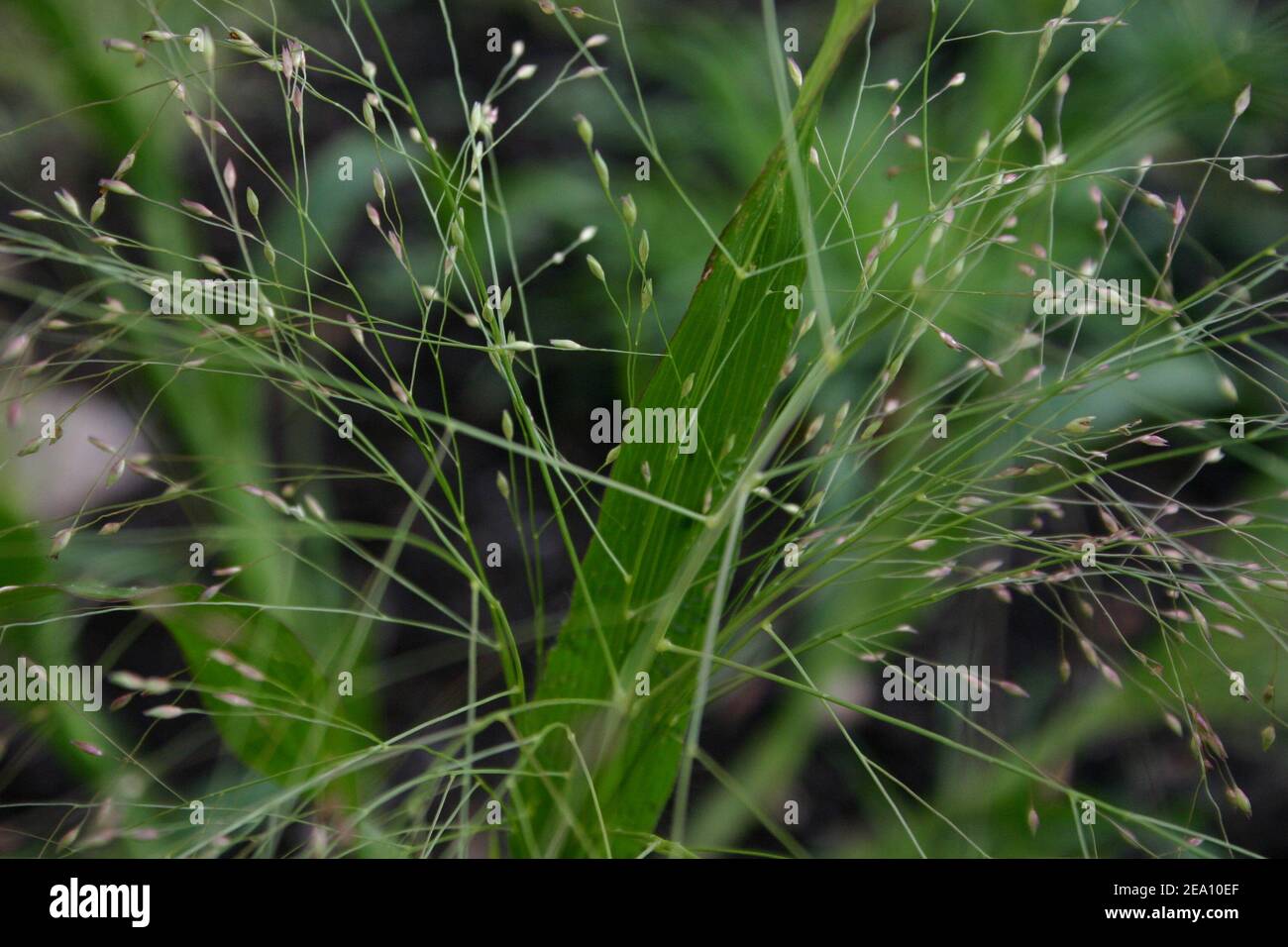 Grass seeds hires stock photography and images Alamy