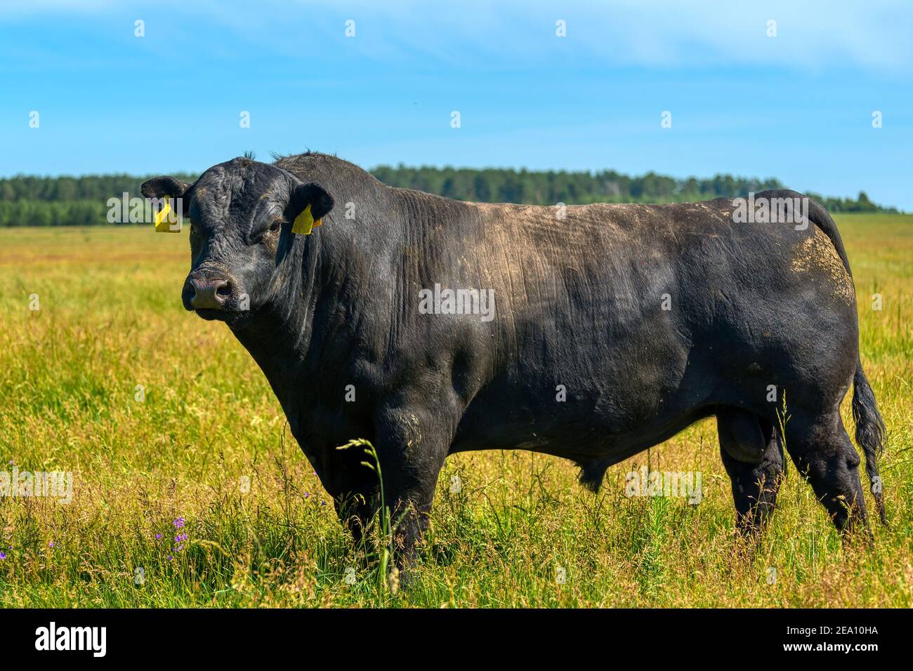 Black angus bull hires stock photography and images Alamy