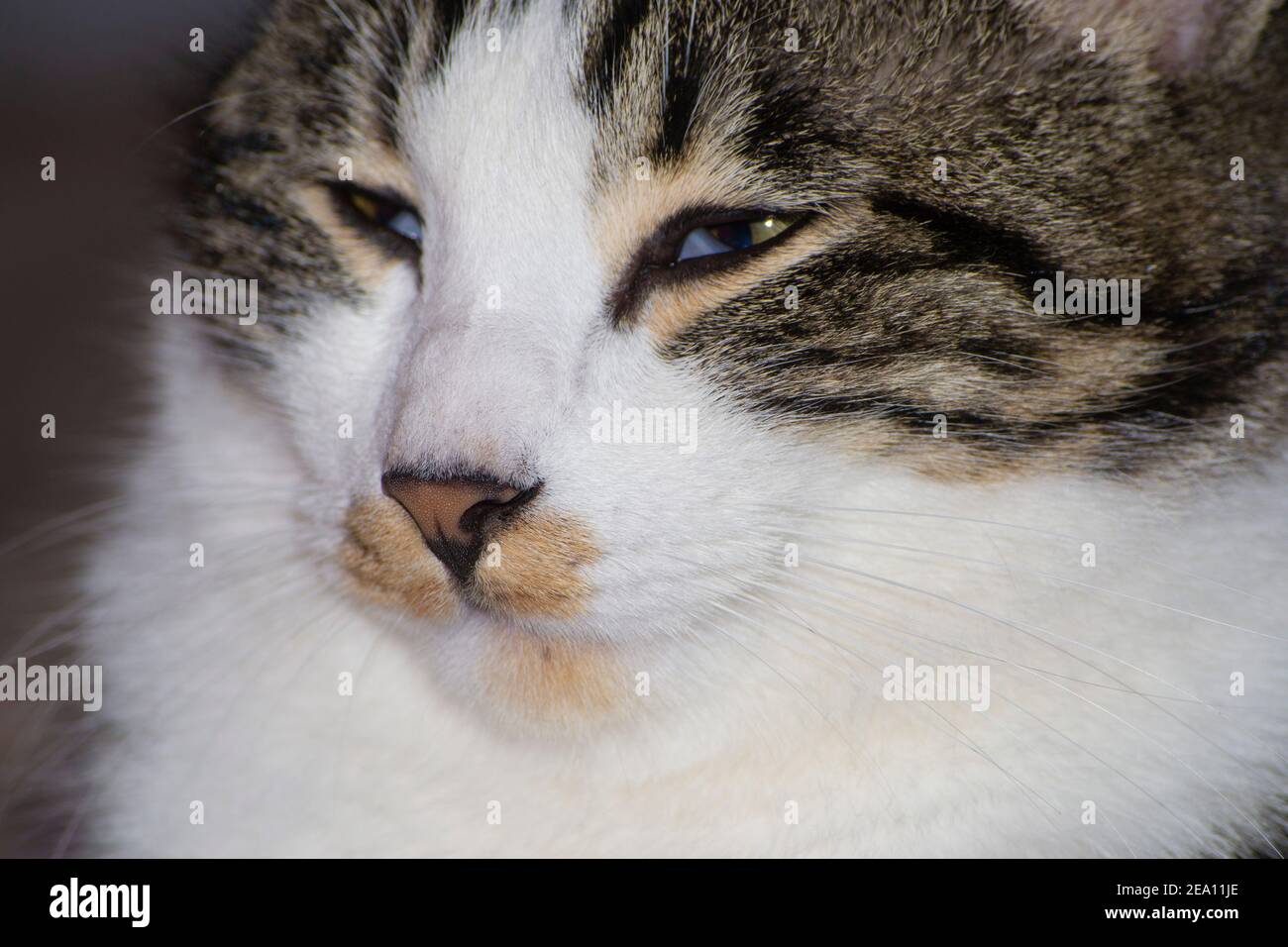 close-up portrait of a sleepy tabby cat Stock Photo
