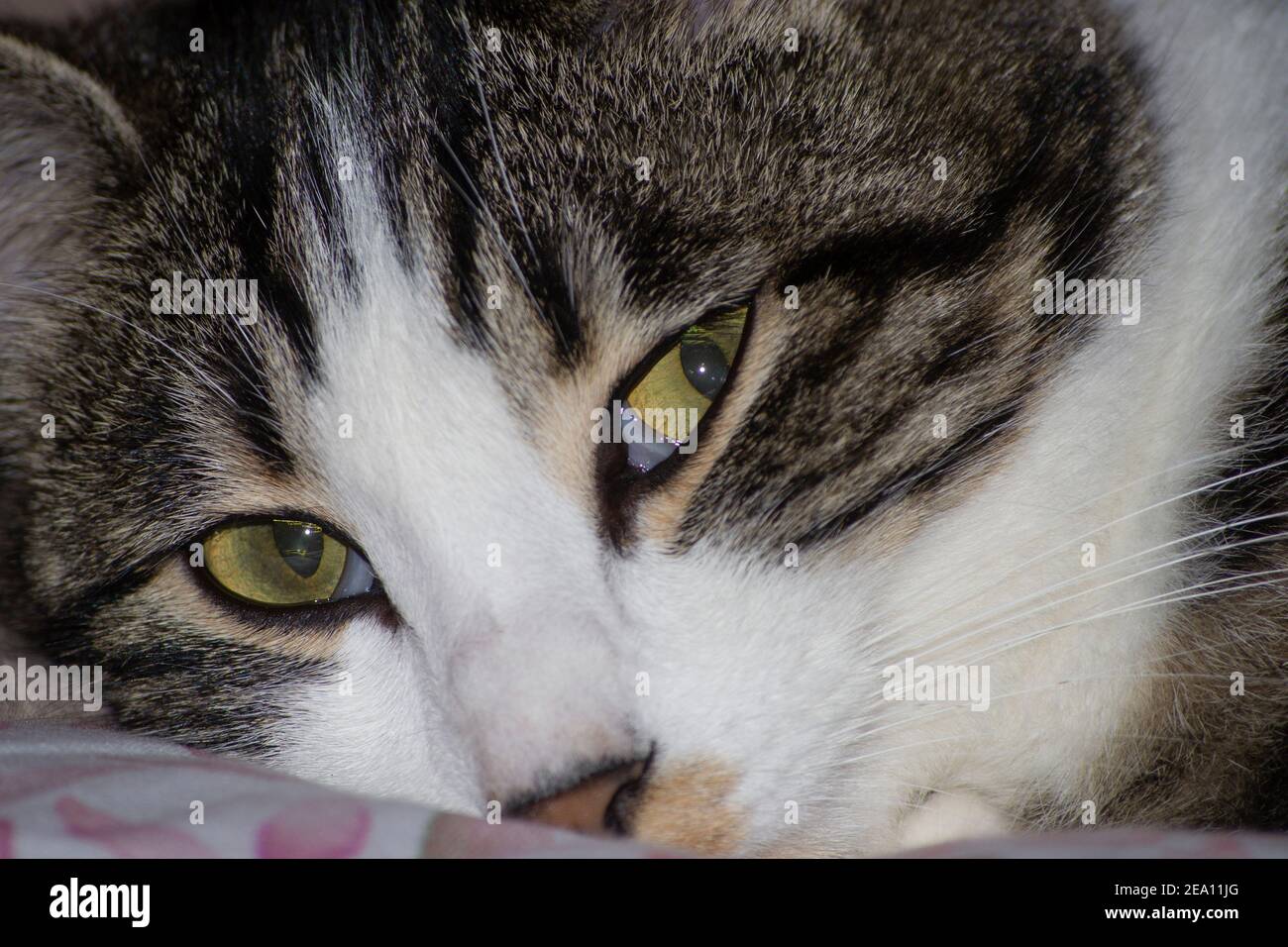 close up portrait of a cat with yellow eyes Stock Photo