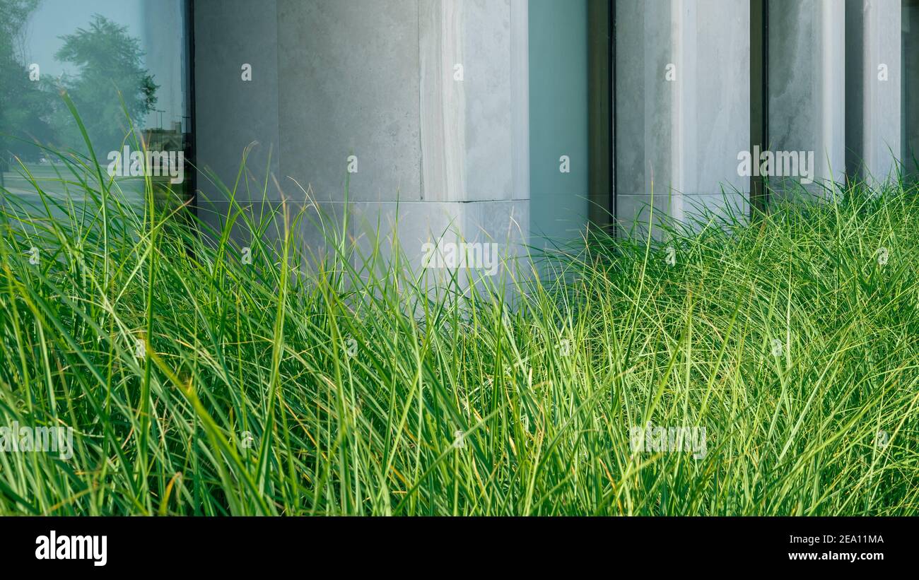 long grass growing in city Stock Photo