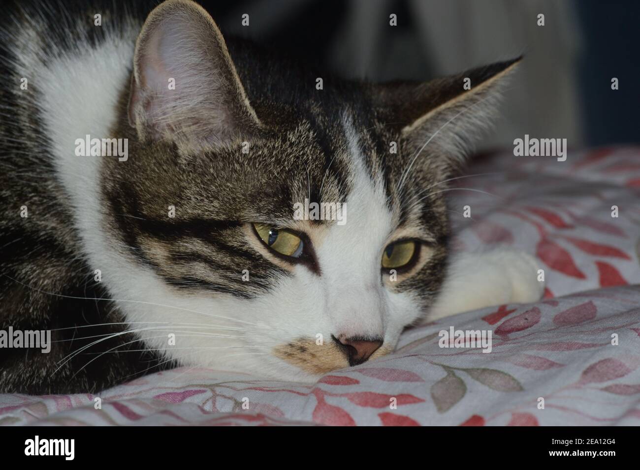 portrait of a cat lying down on a bed Stock Photo