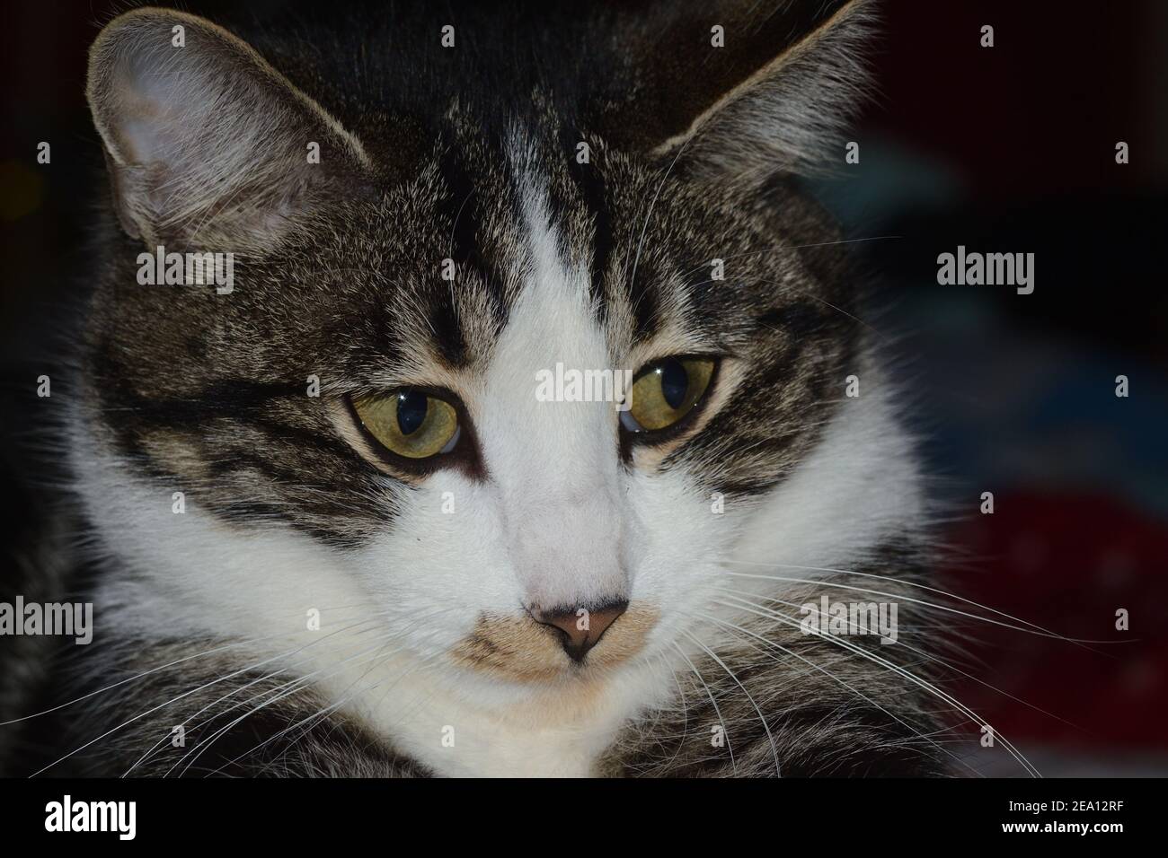close-up portrait of a striped tabby cat Stock Photo