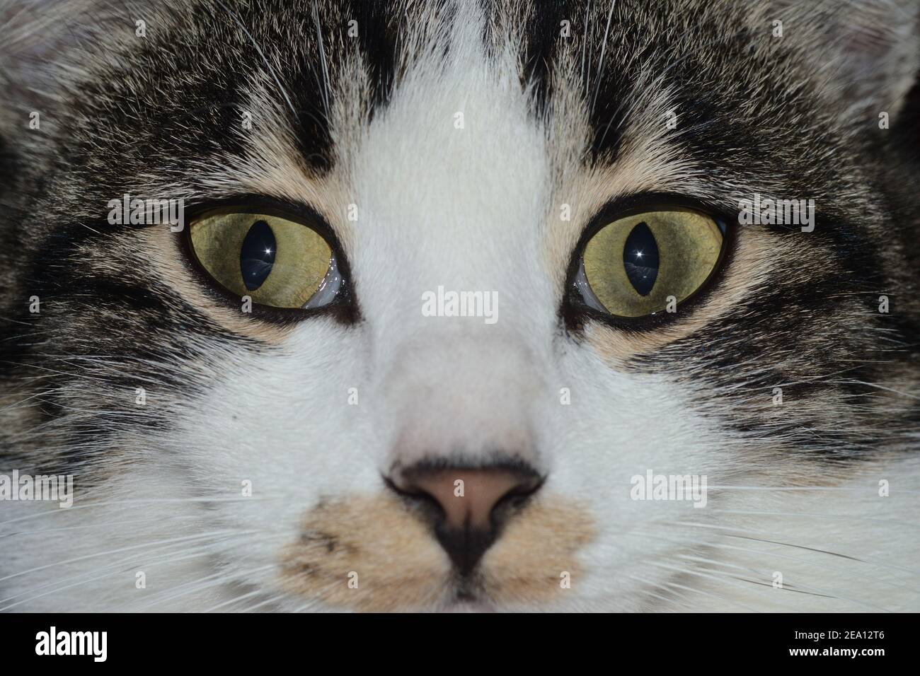 closeup portrait of the yellow eyes of a tabby cat Stock Photo