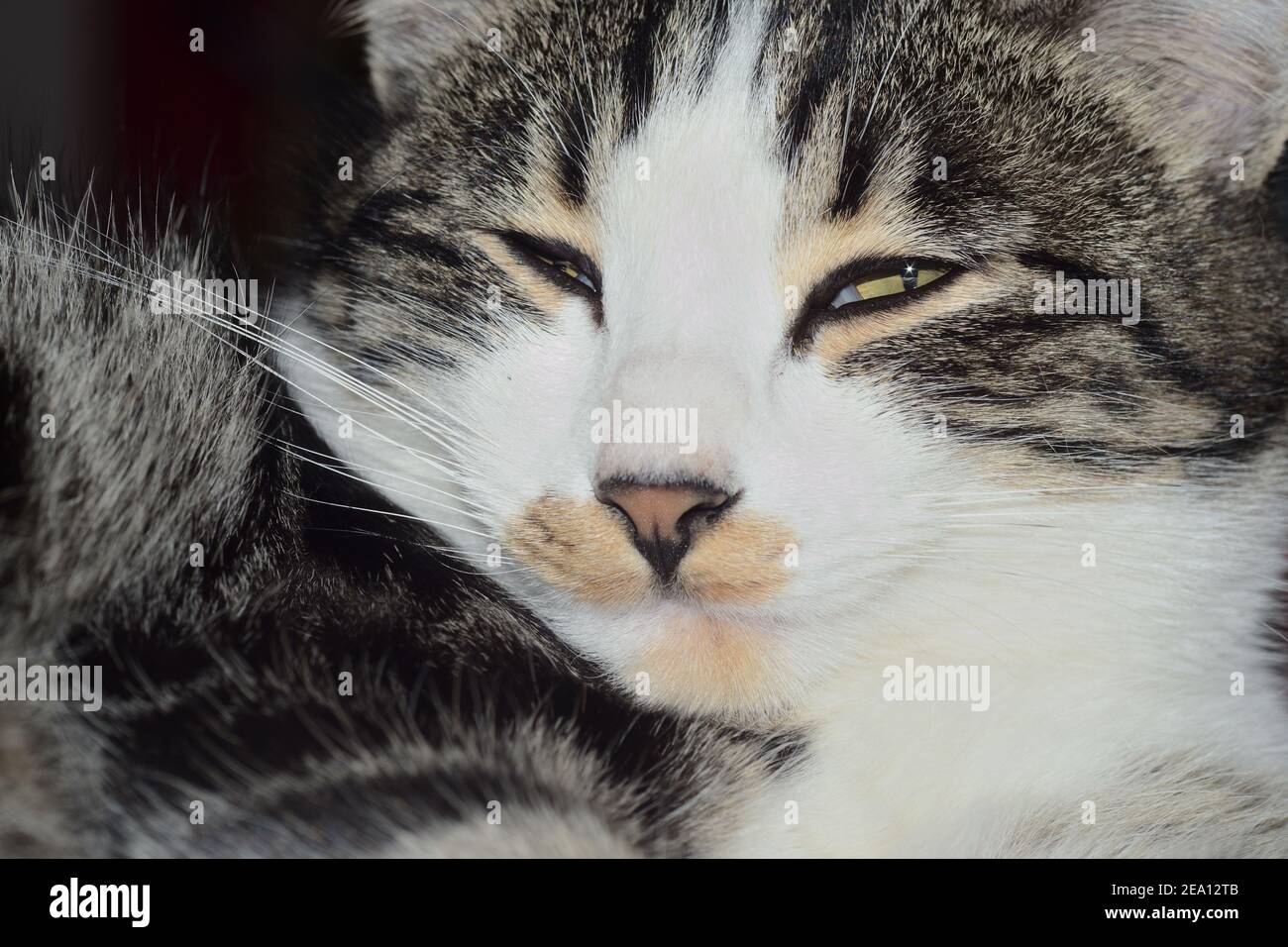closeup portrait of a sleepy cat Stock Photo