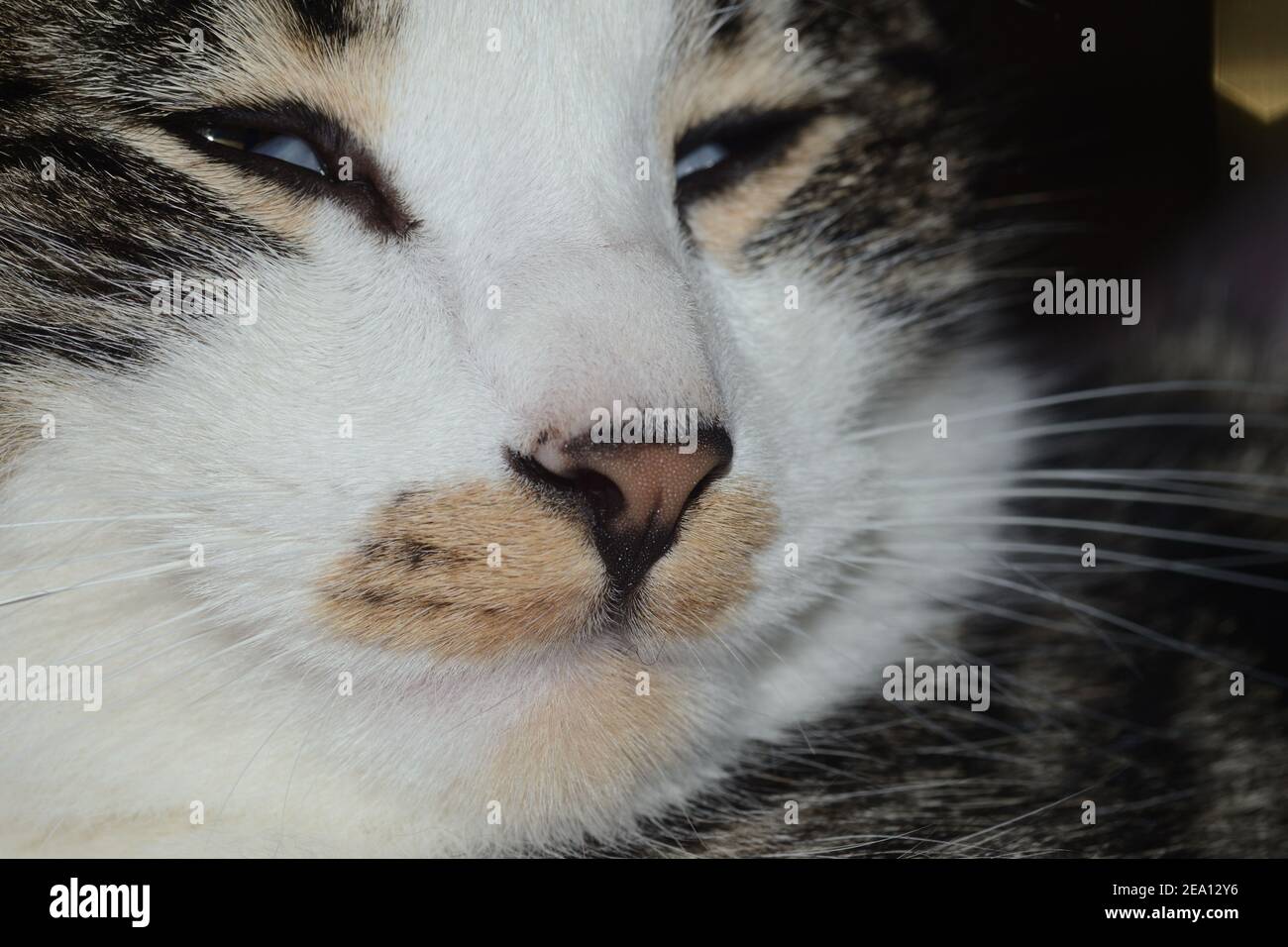 closeup portrait of a tabby cat Stock Photo