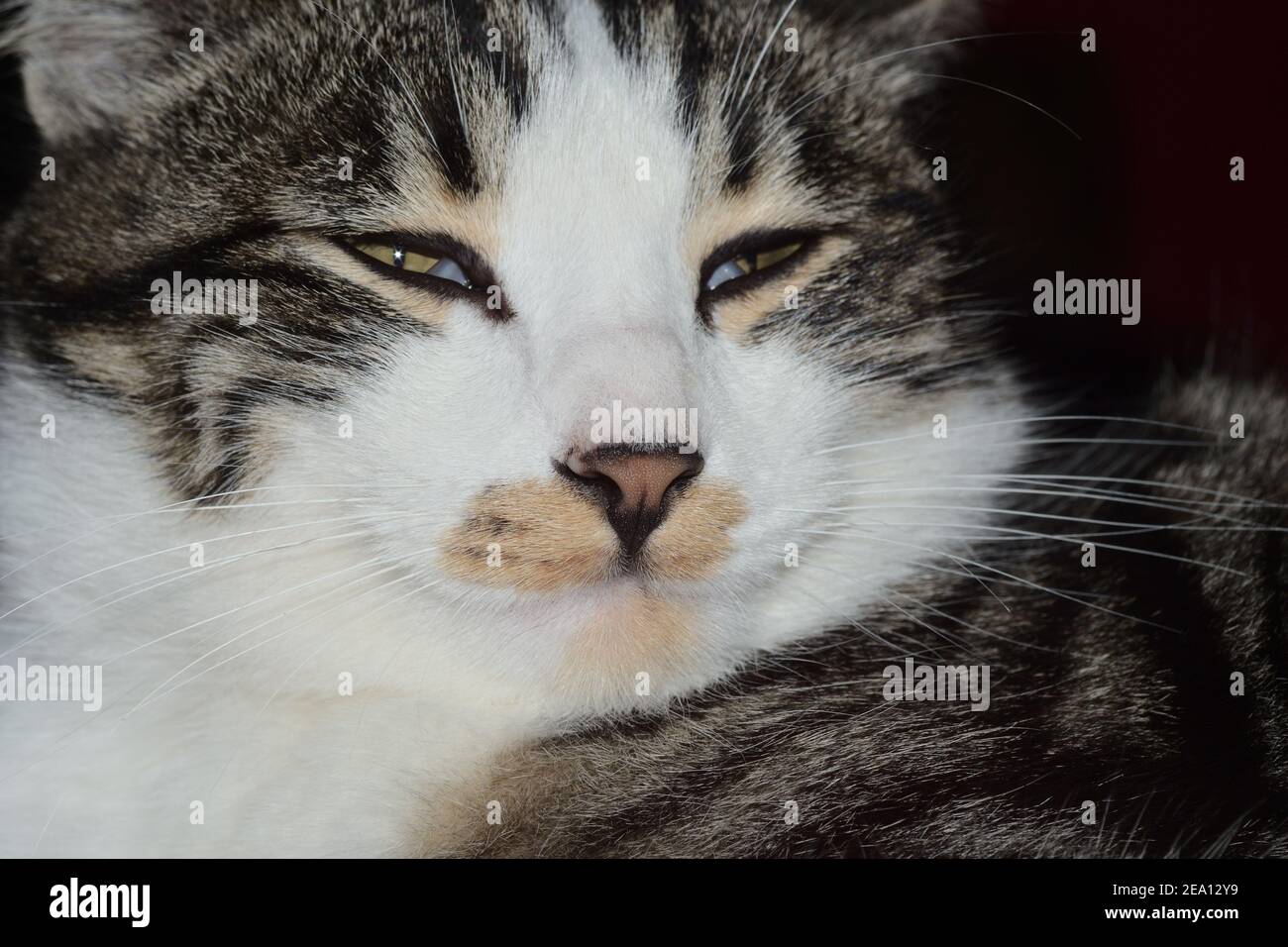 closeup portrait of a tabby cat Stock Photo