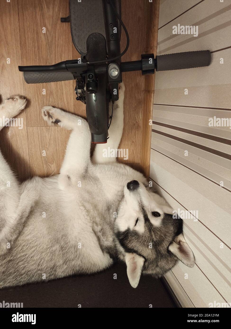 a-siberian-husky-dog-sleeping-near-the-electric-scooter-in-the