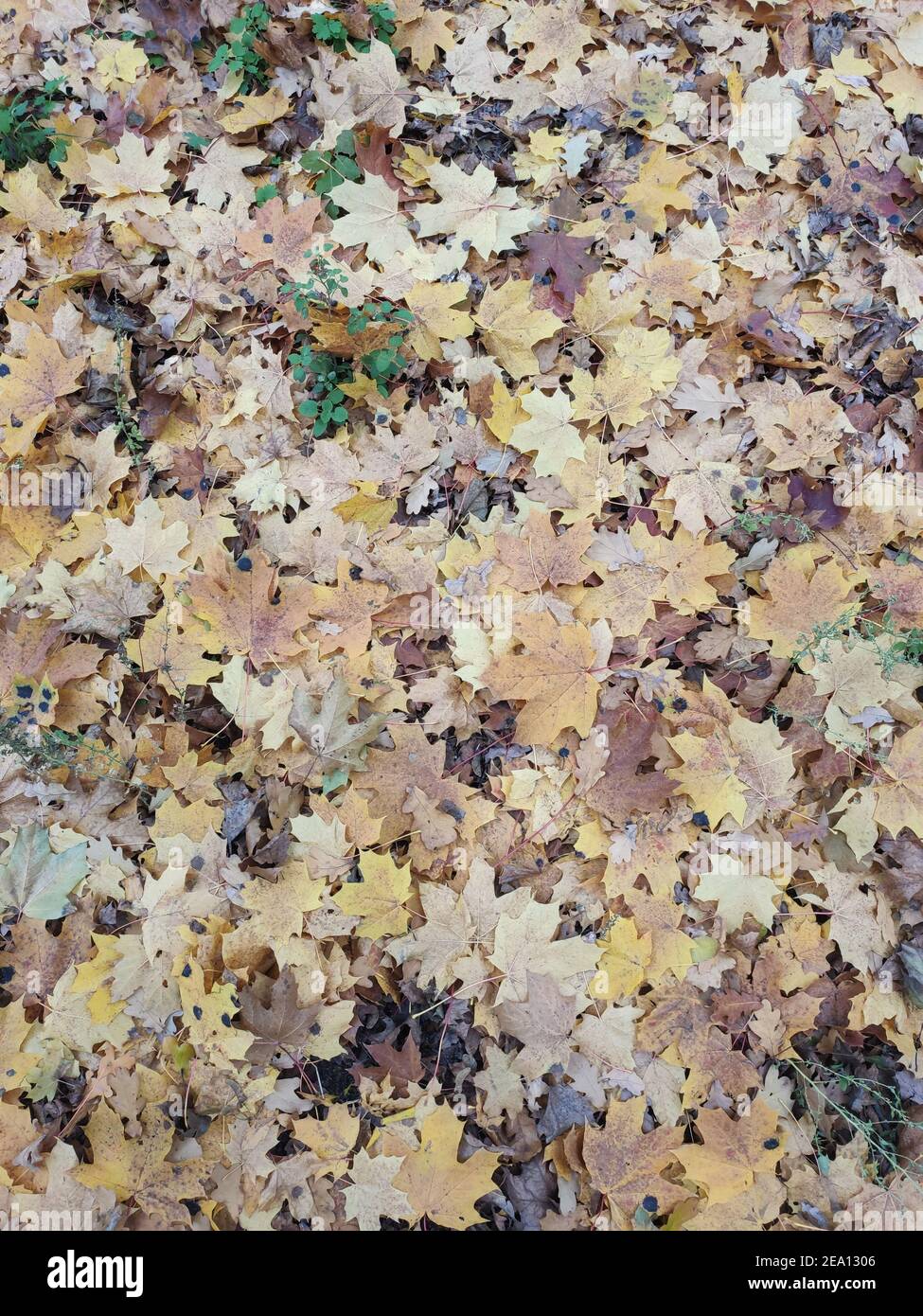 a yellow autumn leaves on the ground in a park or forest Stock Photo ...