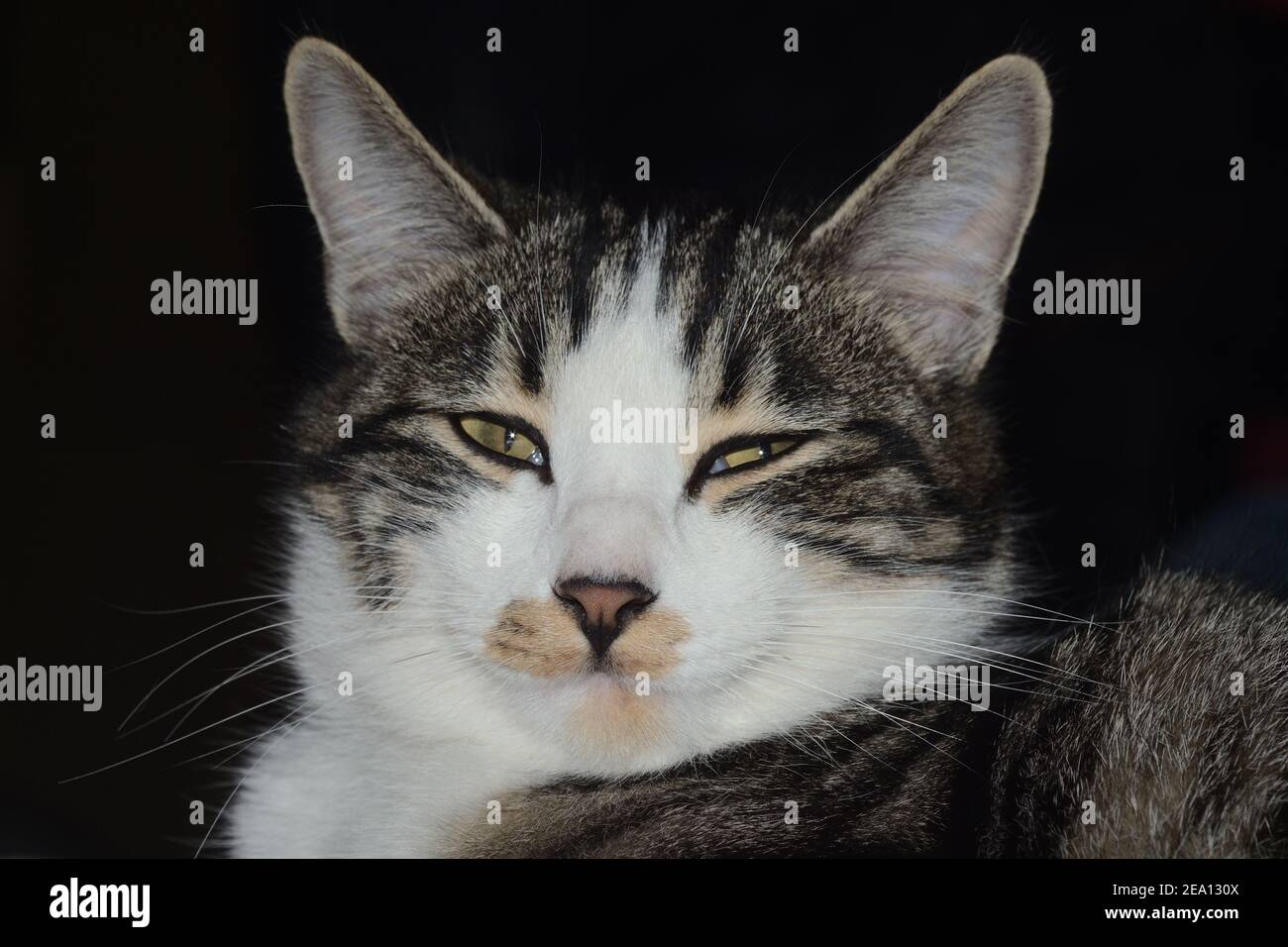 closeup portrait of a striped tabby cat Stock Photo