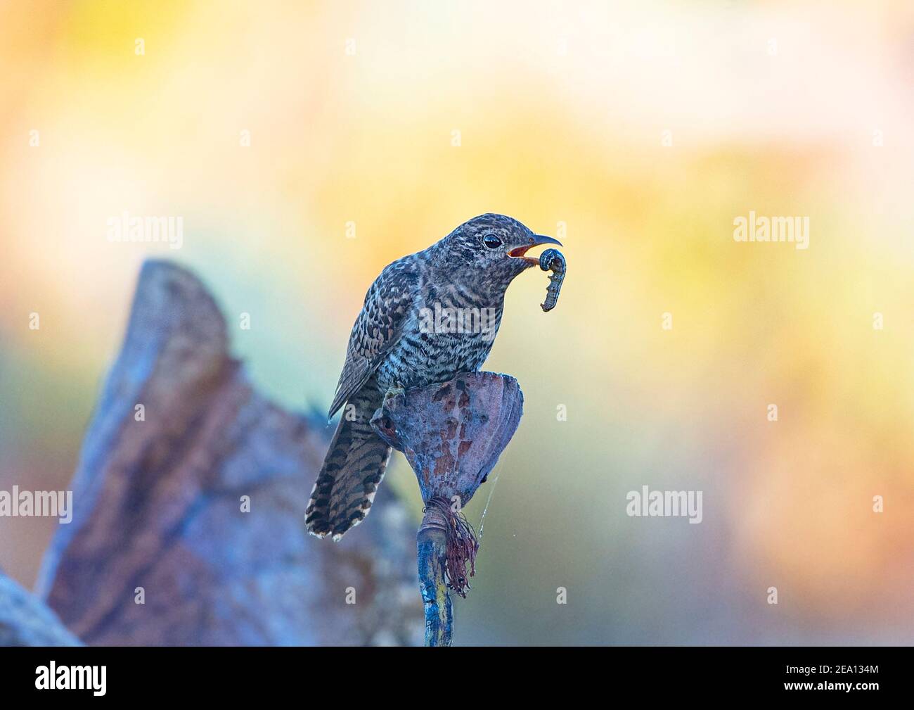 Immature Brush Cuckoo (Cacomantis variolosus) with a caterpillar in its beak, Fogg Dam, Northern Territory, NT, Australia Stock Photo