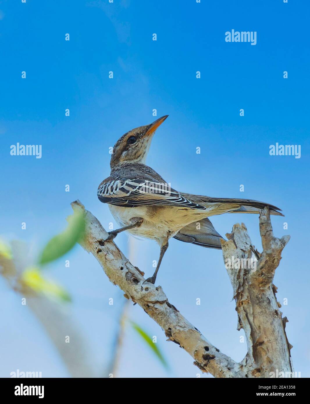 White-winged Triller (Lalage sueurii) perched on a branch against a blue sky, Fogg Dam, Northern Territory, NT, Australia Stock Photo