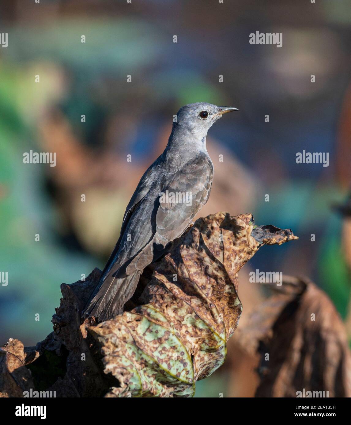 Vertical view of a Brush Cuckoo (Cacomantis variolosus) perched on a dead leaf, Fogg Dam, Northern Territory, NT, Australia Stock Photo