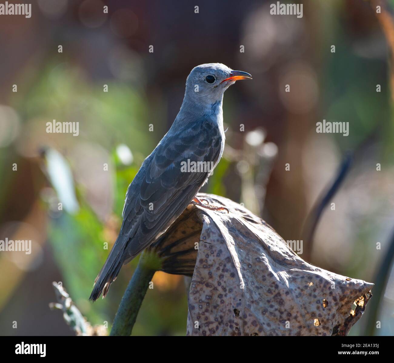 Brush Cuckoo (Cacomantis variolosus) perched on a dead leaf with the sun shining through its open beak, Fogg Dam, Northern Territory, NT, Australia Stock Photo